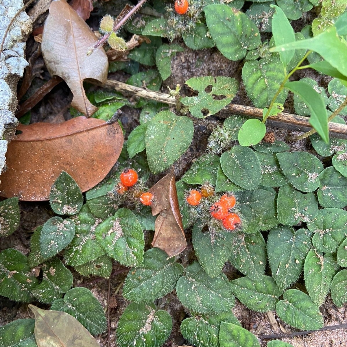 Geophila cordifolia