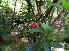 Ruellia angustiflora