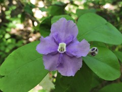 Brunfelsia australis