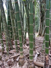 Dendrocalamus