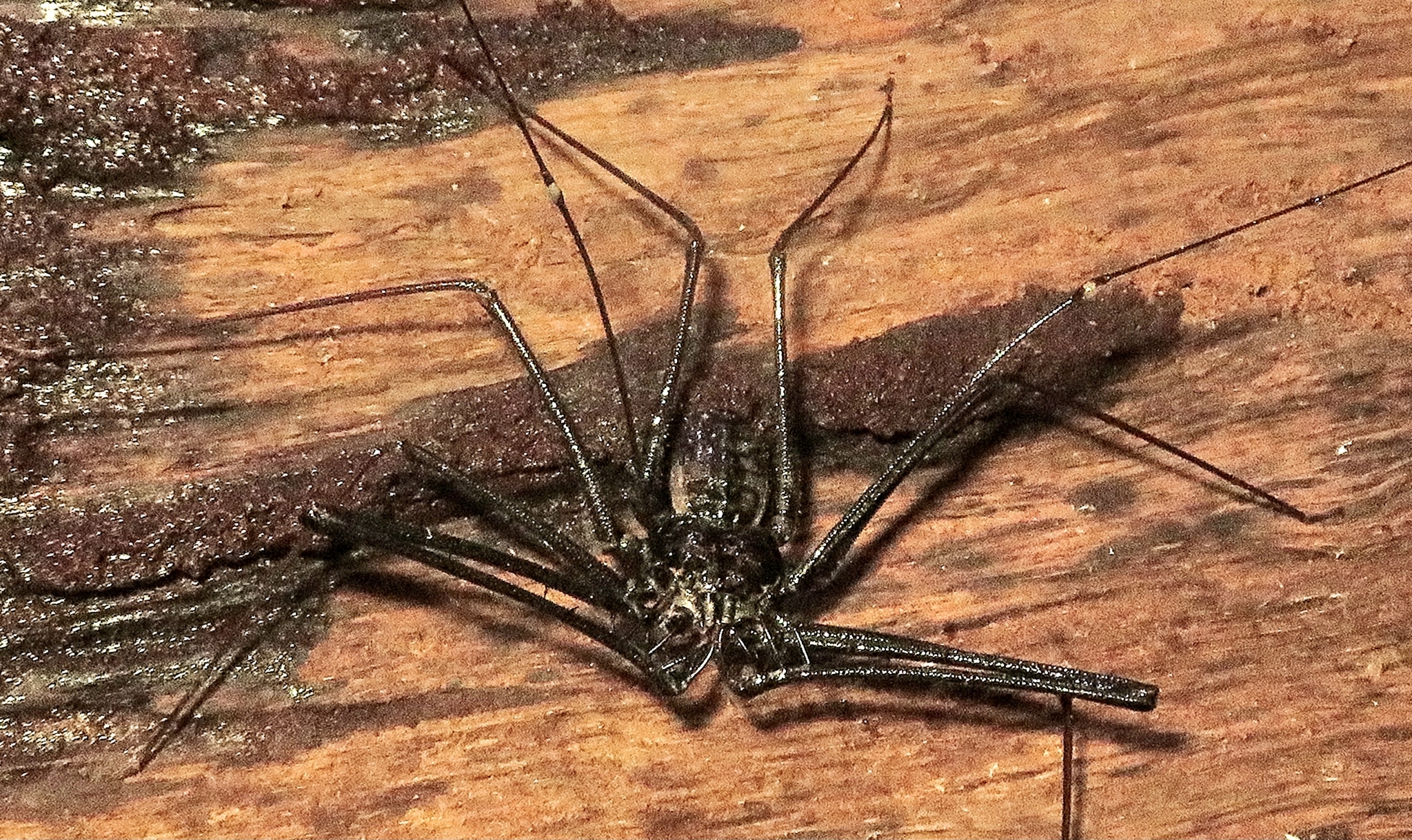 Heterophrynus batesii (Butler, 1873)
