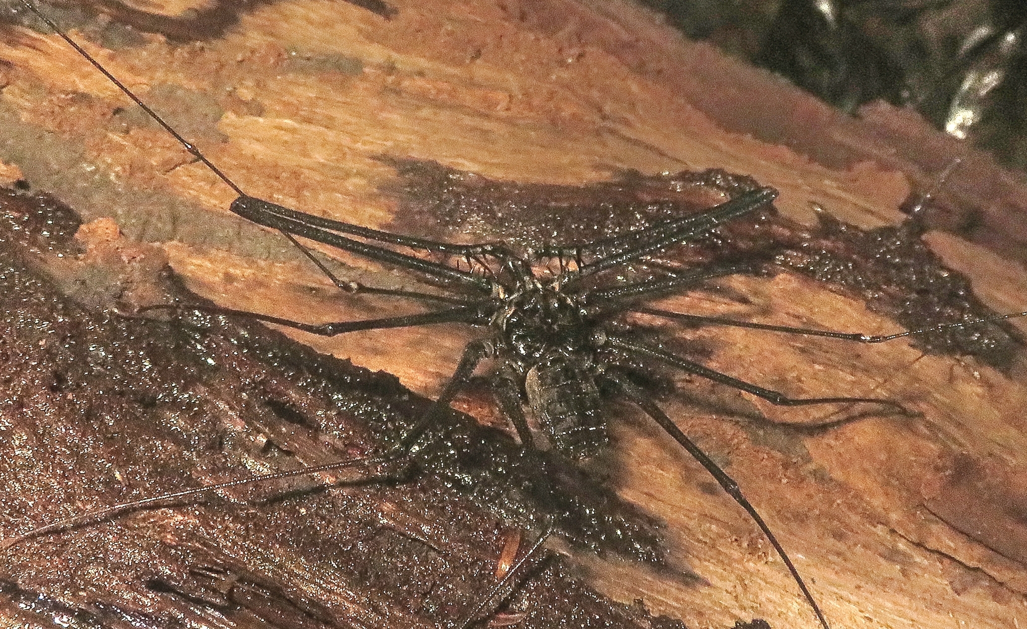 Heterophrynus batesii (Butler, 1873)