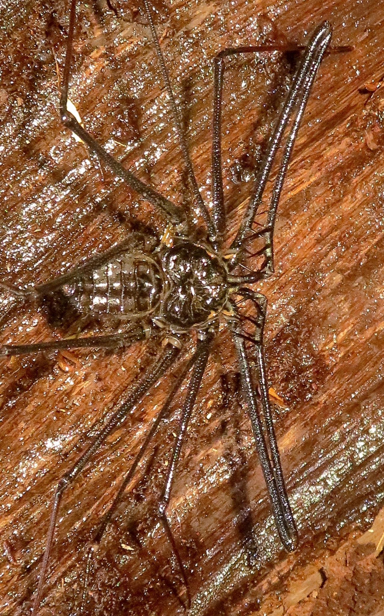 Heterophrynus batesii (Butler, 1873)
