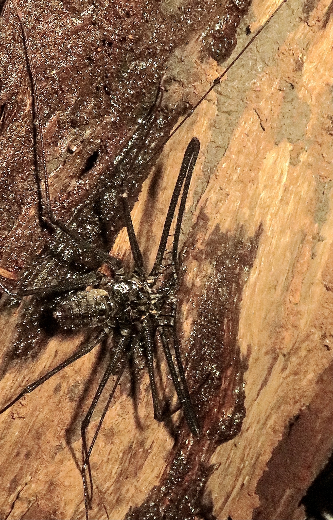 Heterophrynus batesii (Butler, 1873)