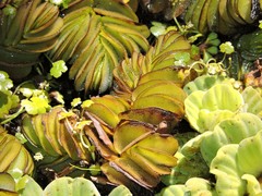 Salvinia biloba