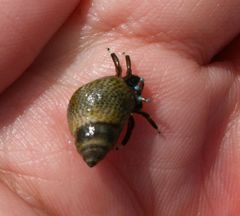 Calcinus laevimanus