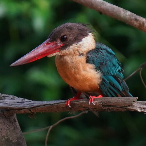 Alción Picocigüeña (Pelargopsis capensis)