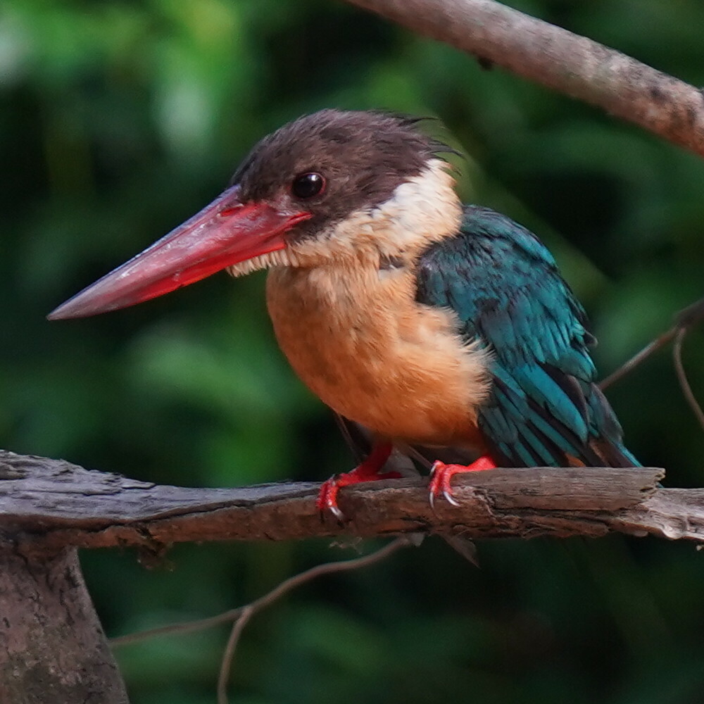 Stork-billed Kingfisher (Pelargopsis capensis)