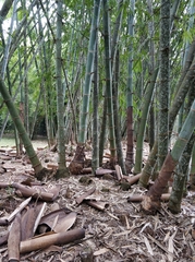 Dendrocalamus giganteus