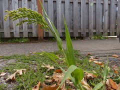 Panicum miliaceum miliaceum