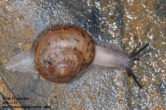 Acusta