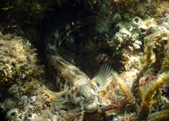 Parablennius yatabei