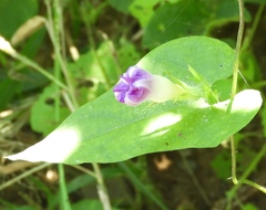 Ipomoea meyeri