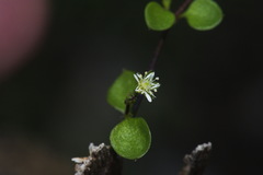 Stellaria parviflora