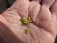 Panicum miliaceum miliaceum