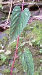 Cissus discolor