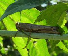 Schistocerca camerata