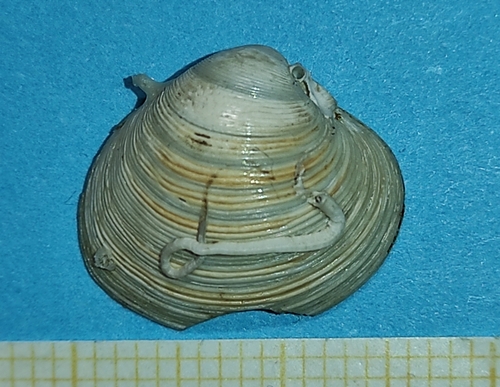 Representative image of Pitar mediterraneus