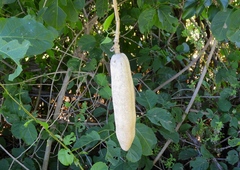 Adenocalymma inundatum