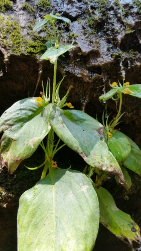 Microchirita bimaculata, photograph 1