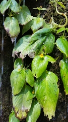 Microchirita bimaculata