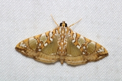 Glyphodes sibillalis