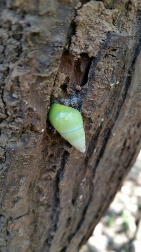 Amphidromus mouhoti
