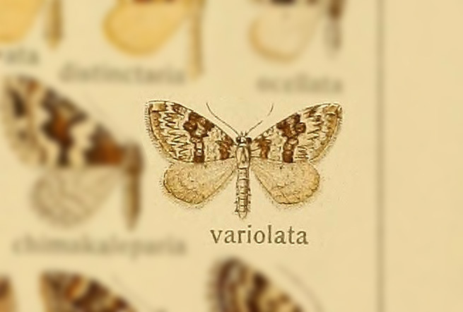 Thera variolata