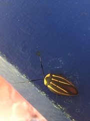 Rochaina mexicana