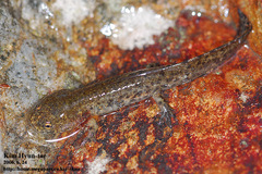 Hynobius leechii