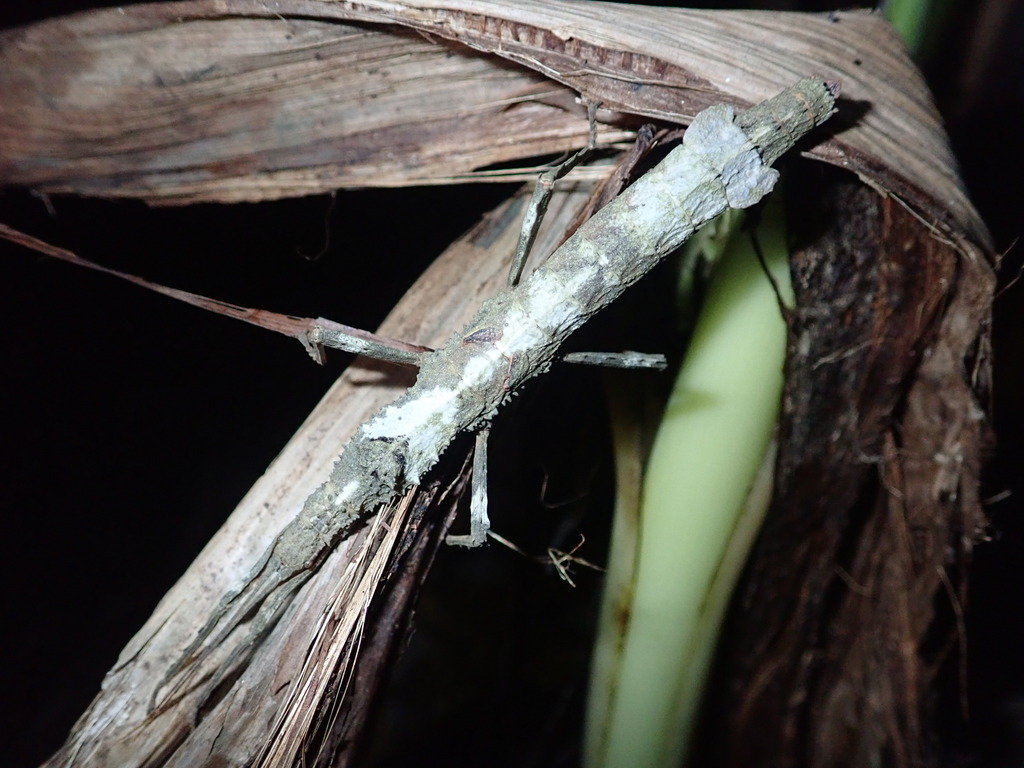 Hypocyrtus scythrus
