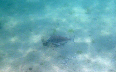 Acanthopagrus schlegelii