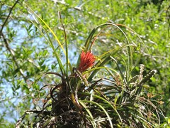 Aechmea recurvata