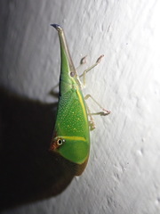 Odontoptera carrenoi