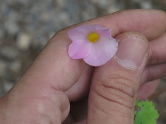 Begonia uniflora