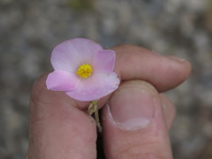 Begonia uniflora
