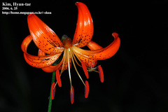 Lilium leichtlinii