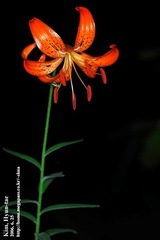Lilium leichtlinii