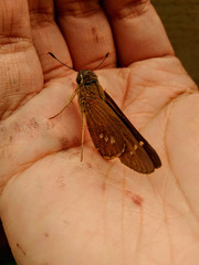 Calpodes ethlius