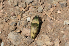 Chalcolepidius eschscholtzi