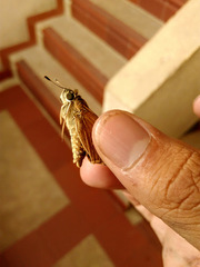 Calpodes ethlius