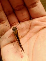 Calpodes ethlius
