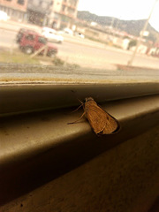Calpodes ethlius
