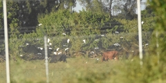 Bubulcus ibis