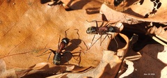 Camponotus atrox