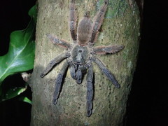 Psalmopoeus victori