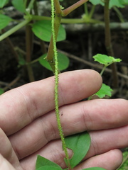 Peperomia liebmannii