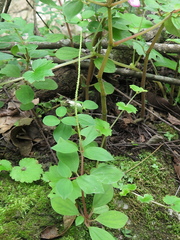 Peperomia liebmannii