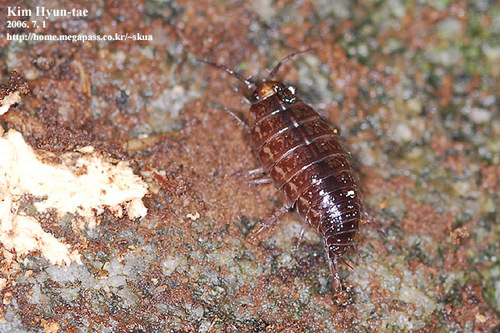 Ligidium koreanum