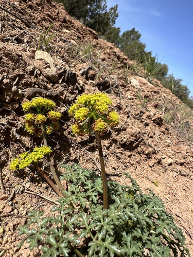purple springparsley (Cymopterus purpureus)